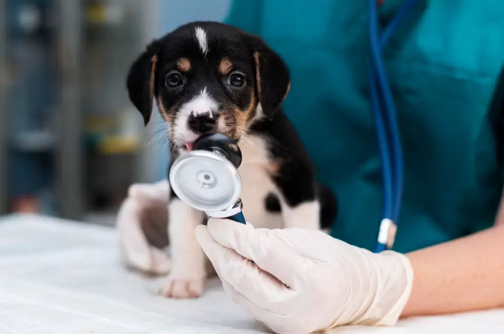 warning-signs-you-should-take-your-dog-to-the-vet-6