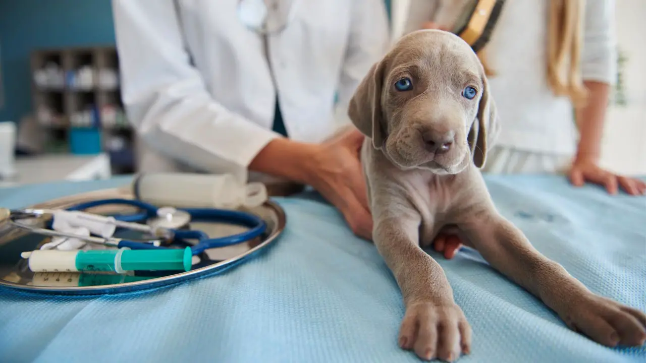 warning-signs-you-should-take-your-dog-to-the-vet