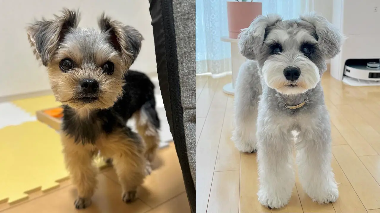 do-terriers-have-hair-or-fur