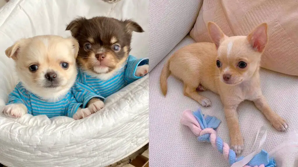 types-of-chihuahua-breed-variations-and-characteristics